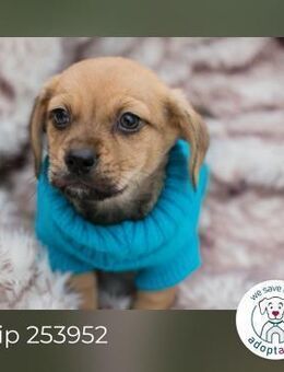 Chip 253952: Hundekind sucht ein Zuhause - Kirchzell