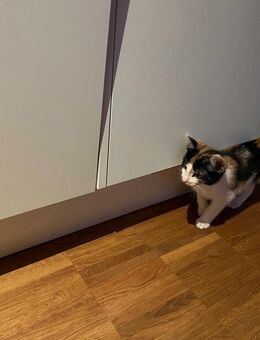 Katzenbabys - Kappel-Grafenhausen