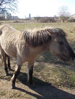 Konik Junghengst - Stendal (Hansestadt)