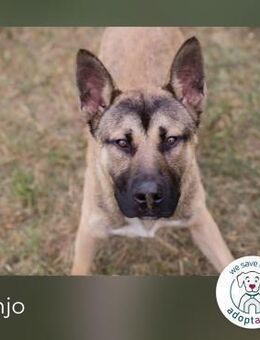 Ninjo: Verspielter Schäferhund-Akita-Mix - Kirchzell