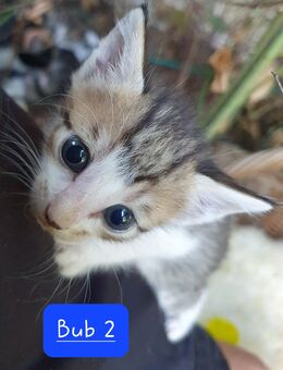 Kitten Katzenbabies BKH - Ingolstadt