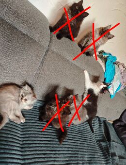 Perser und Perser mix kitten - Nürnberg