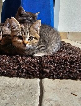 Noch 1 Bkh kitten sucht neues Zuhause - Ganderkesee