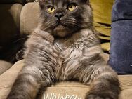 Maine Coon Black Smoke Kitte (Katerchen)Whisky - Gütersloh