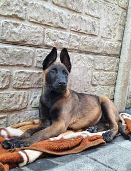 Malinois Rüde - Hückelhoven