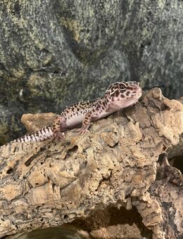 Niedlicher Leopardengecko sucht ein neues Zuhause - Hilden