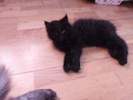 Reinrassige Main Coon Katers suchen ein Zuhause - Bad Pyrmont