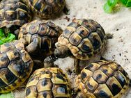 Griechische Landschildkröten - Bad Oldesloe