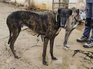 Hamu, vorsichtiger Galgo Bube - Geilenkirchen