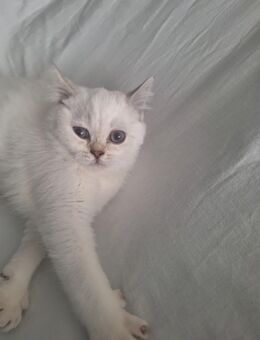 Bkh Kätzchen babykatzen Kittys - Nürnberg