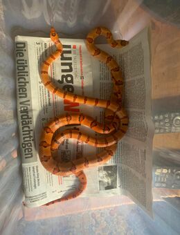 Lampropeltis leonis - Buchholz (Aller)