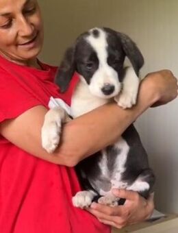 🐶 Verspielter Welpe Jessica sucht dich - Eislingen (Fils)