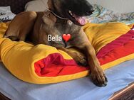 Bella reinrassige malinois Hündin - Dornum