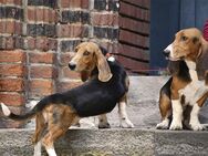 Ich Valdo und mein Bruder Valentin suchen Dich. Wir sind reinrassige Basset Artésien Normand Rüden! - Bienenbüttel