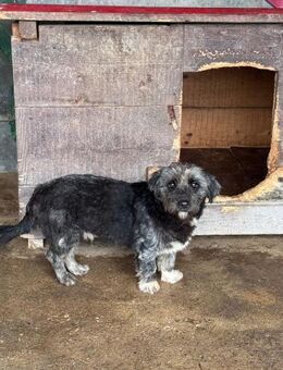 Floxy - ca 35 cm - Pfinztal