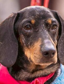 FIETE - ein kleine Goldstück - Seggebruch