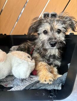 Holly - kleine Strubbelmaus.... - Koblenz