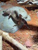 Leipardgeckos mit Terrarium in 70825