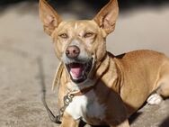 COWHEN 💙 sucht seine eigene Familie - Fahrenzhausen