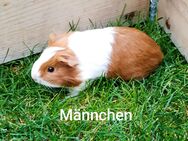 Meerschweinchen Männchen. - Erkelenz