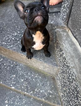 Kleine frenchy - Dortmund