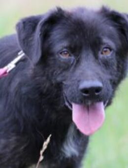 Numa - verspielt u. kinderlieb - Lohra