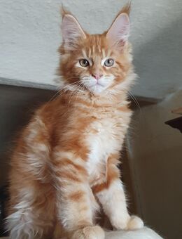 Maine Coon Kitten Träume - Großmehring