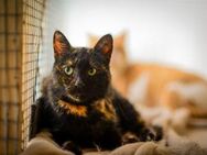 FiV+ Katze Ayla - Grevenbroich