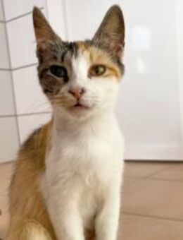 Junge Katzenmama Amiga sucht Dich! - Walluf