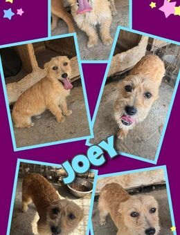 Süßer Joey möchte ausreisen! - Nürnberg