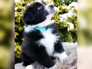 Australian Shepherd Welpen ASCA - Jungs - Hemau