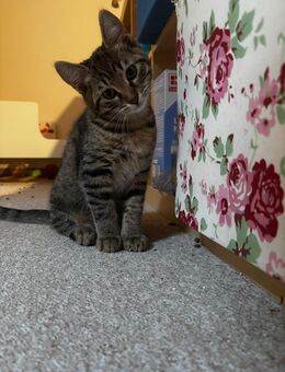 Süße Katze sucht liebevolle Familie - Ostfildern