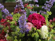 Schöne Stauden für den Garten, Rittersporn, Bauernrose, Prachtscharte, Lupine, Indianernessel, Duftnessel, u.v.m - Neuenbrook