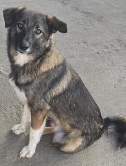 Archie ❤️ menschenbezogener Schatz - Velbert