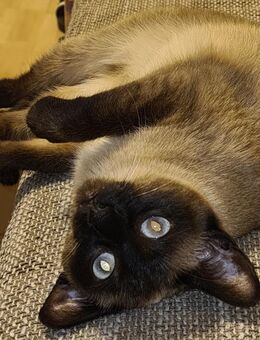 Siam Prinzessin Kitten 🐱❤️ - Köln