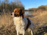 Deckrüde sucht Hündin/ Mischlingshündin - Borken (Hessen)