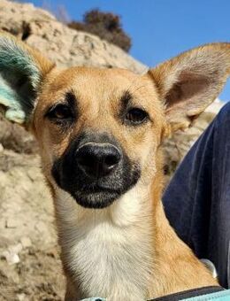 Margarita, offen, freundlich, lernwillig - Westerholt