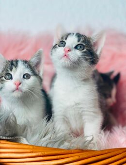 Süße Bkh Mix Katzenbabys 12 Wochen jung - Much