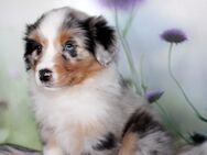 Australian Shepherd Welpen aus langjähriger liebevoller Hausaufzucht ASCA - Eichenzell