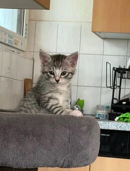 Wunderschöne europäische Kurzhaar × Russisch Blau Kitten - Essen