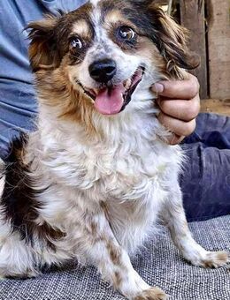 Kleine, sanfte 8 kg Hündin Amber - Koblenz