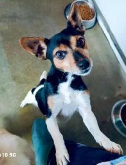 PUCKY kleiner Kämpfer öffnet sein Herz - Fahrenzhausen