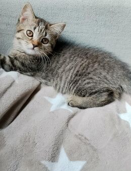 BKH Kitten Britisch Kurzhaar Baby Katze 12 Wochen - Recklinghausen