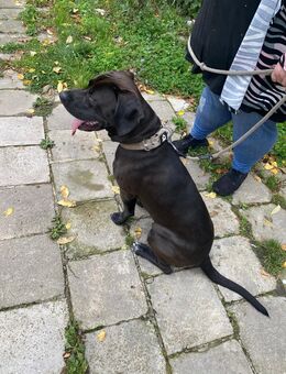 Caltaburun Boxer Mix sucht ein neues zuhause - Halle (Saale)