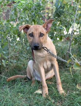 Vitold - Hundejunge sucht Familie - Köln