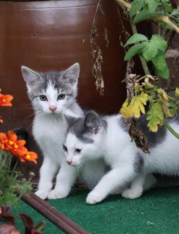 Sechs putzmuntere Katzenbabys abzugeben - Calau