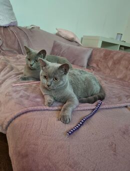 BKH Kitten & Jungkatzen Farbe lilac - Berlin