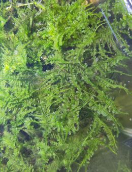 Christmas Moos Aquarium Pflanzen - Duisburg