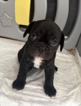 Französische Bulldoggenmischlinge - Seelze
