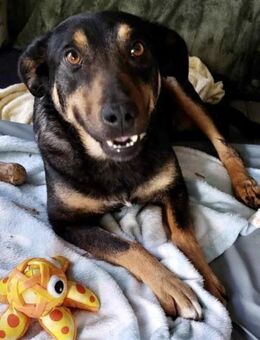 Santana (Dia) 50 cm (Pflegestelle) - Alpenrod